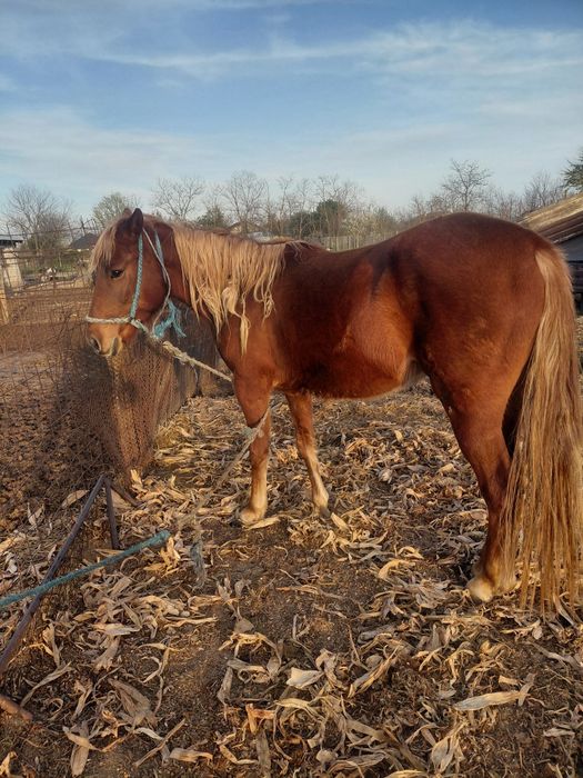 Vand noatina , vârstă 2 ani jumate pusa doar o data la ham