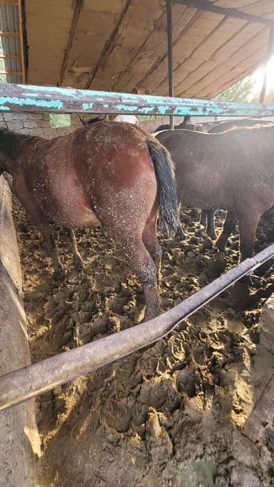 Қайын ата мен ене порно