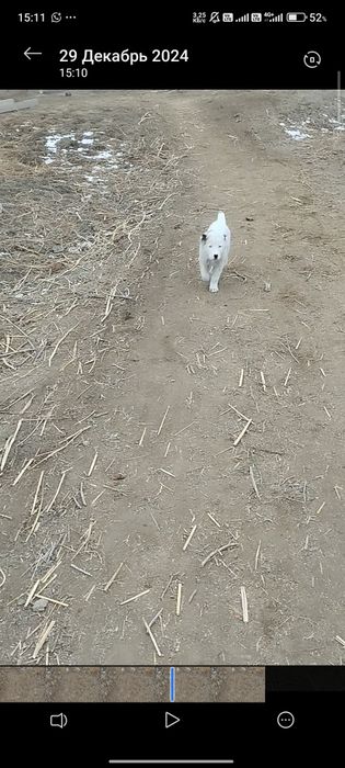 төбет           .