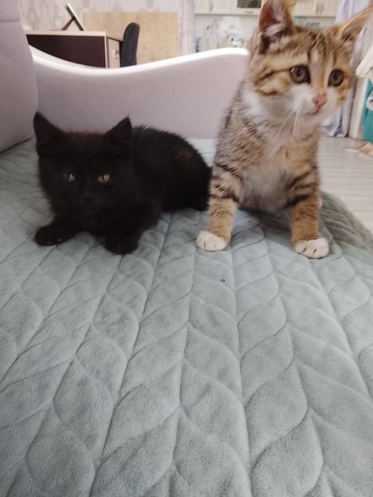 Котята хорошие приучены к туалету