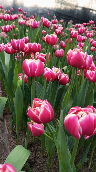 Тюльпаны оптом и розница