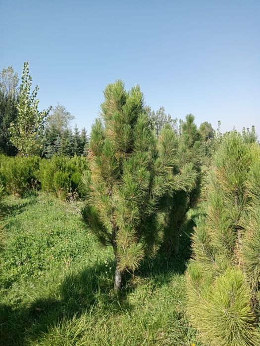 Сосны  обычные и крымские