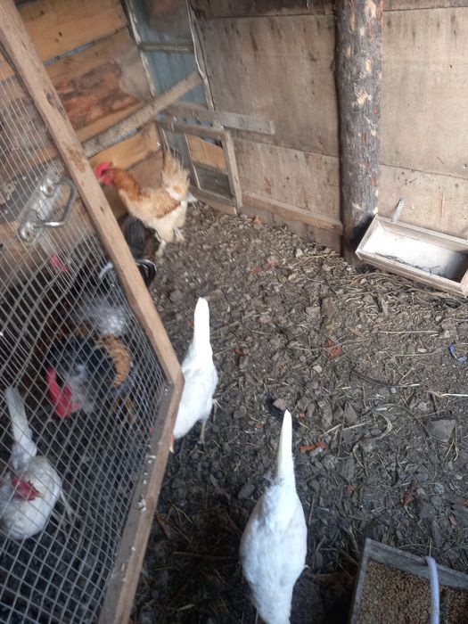 Продам кур несушек