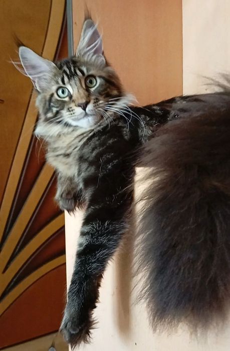 Мейн Кун — роскошный котик - Шеф!  От питомника  "Fluffy Tale".