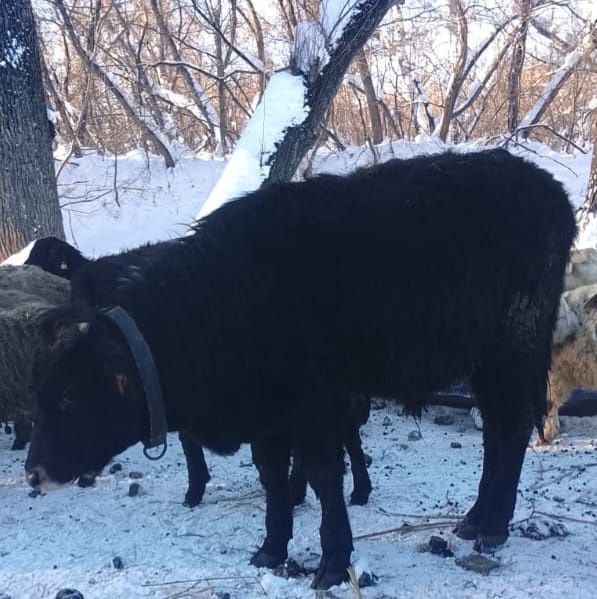 Продам теленка бызау сатам