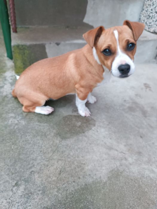 Кученце кръстоска