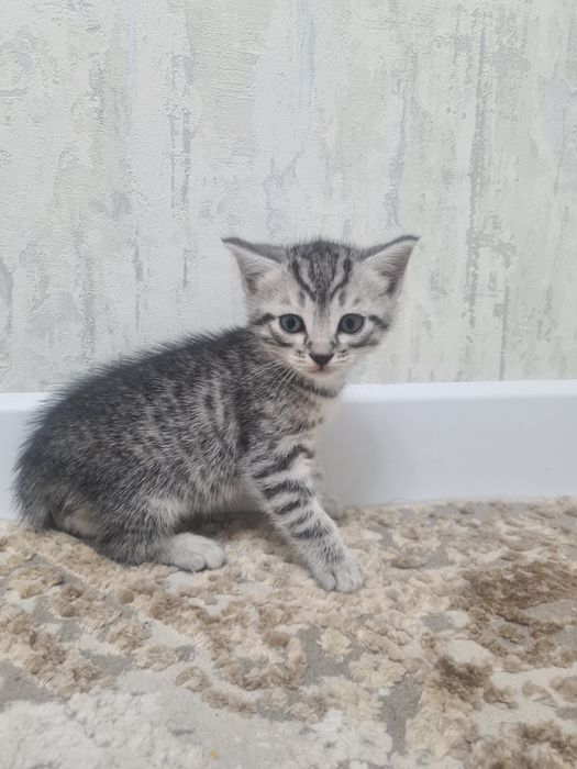 Котята маленькие