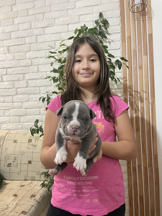 ТОП Реални ПОКЕТ Американско були / Трицветни