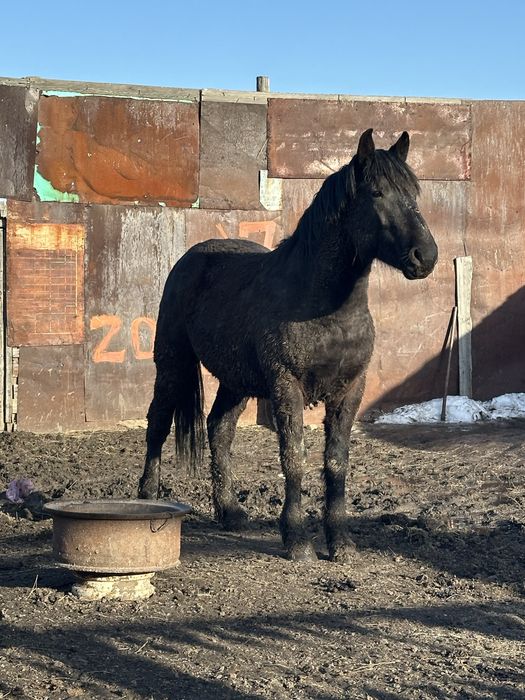 Продам жеребца на табун