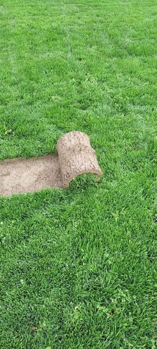 Tirik Rulon Gazon Toshkent - Живой газон цена Ташкент Uzb Gazonlar.Uz