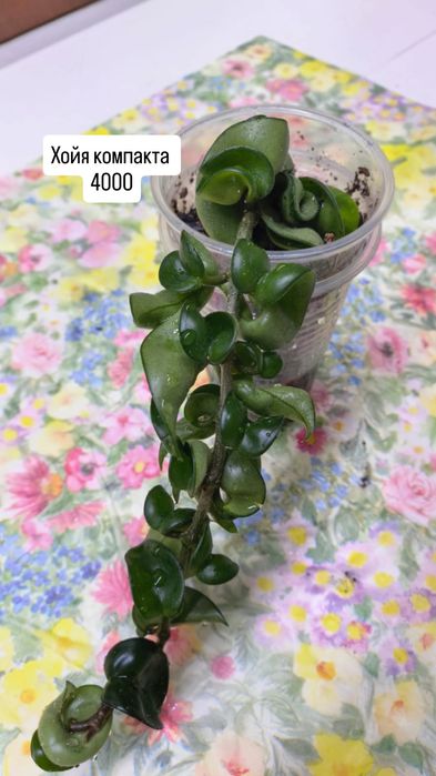 Комнатные растения