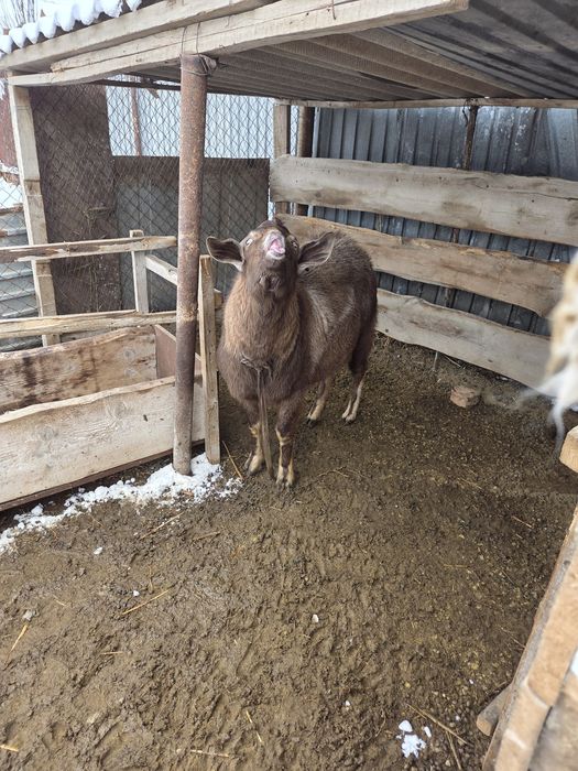 Теке қашыруға ұсынамыз!