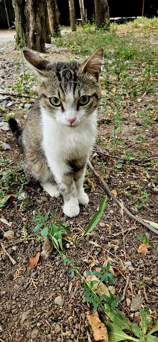 SOS!!! Котик срочно ищет хозяина!