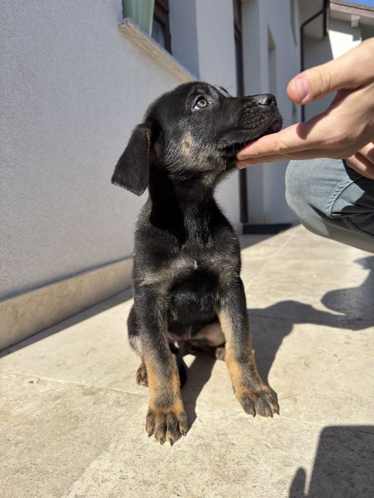 Cățeluș mascul de Ciobănesc German x Mastif caută familie