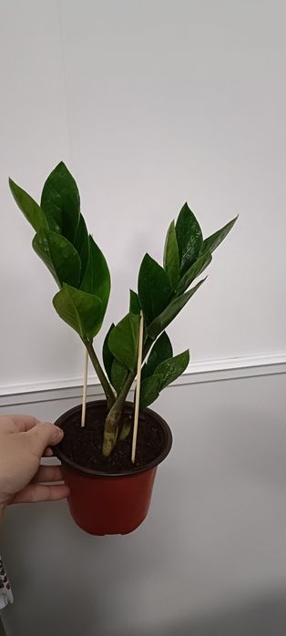 Долларовое дерево:3000 тенге