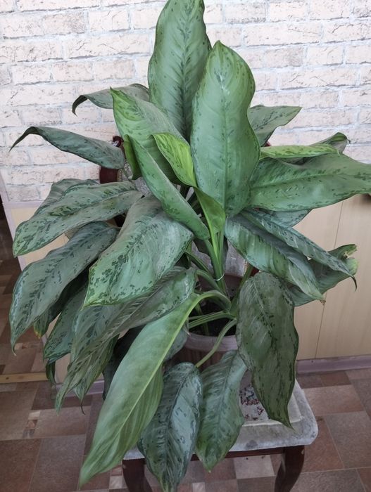 Цветы комнатные не дорого