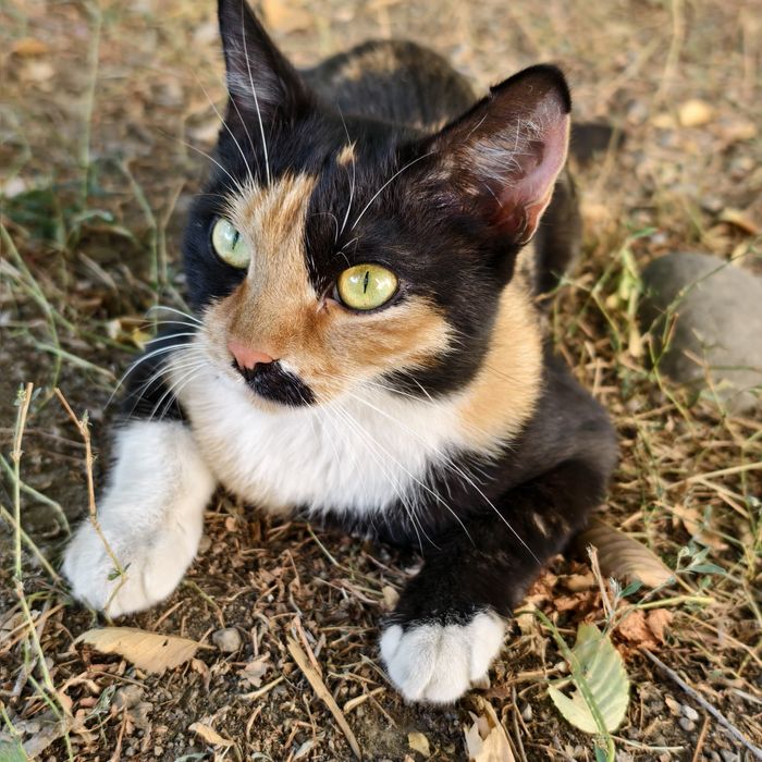 Трёхцветная кошка