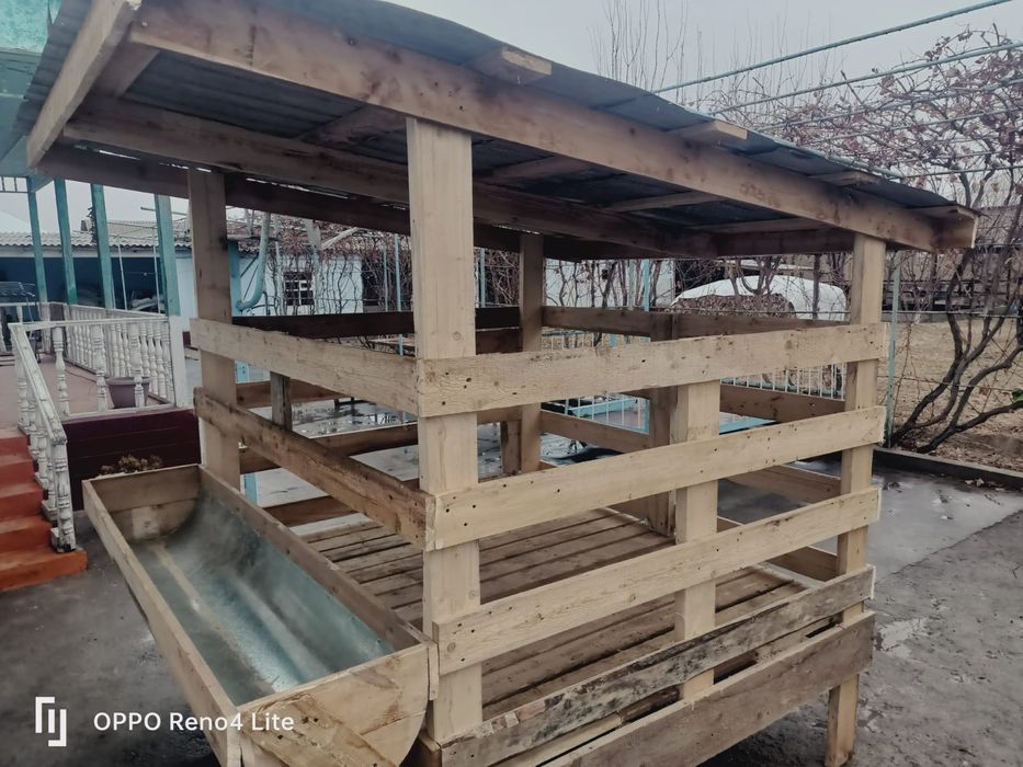 Қой қора бордақылауға