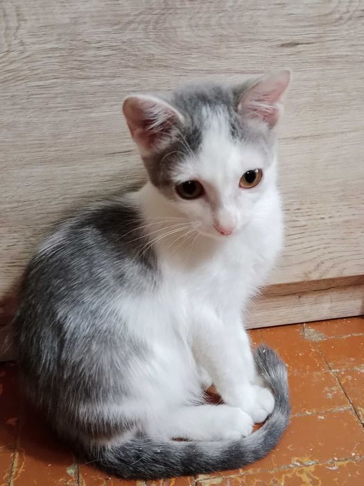 Отдам котенка девочка