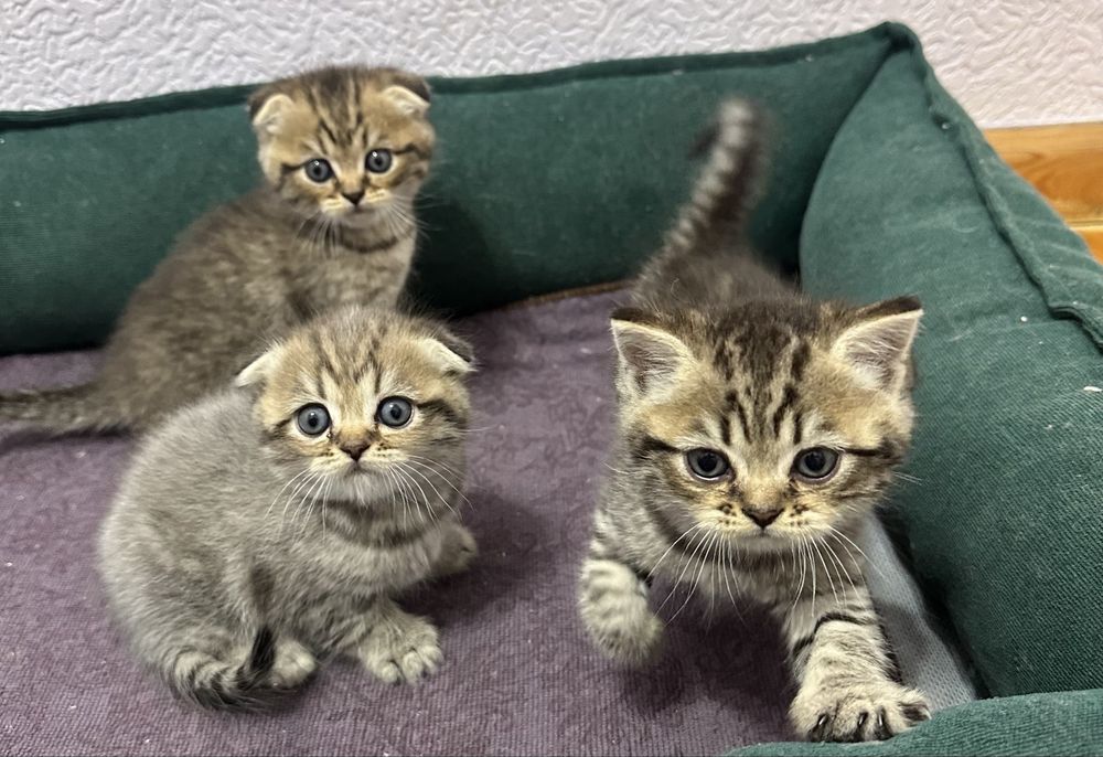 Плюшевые котята готовы найти свой дом
