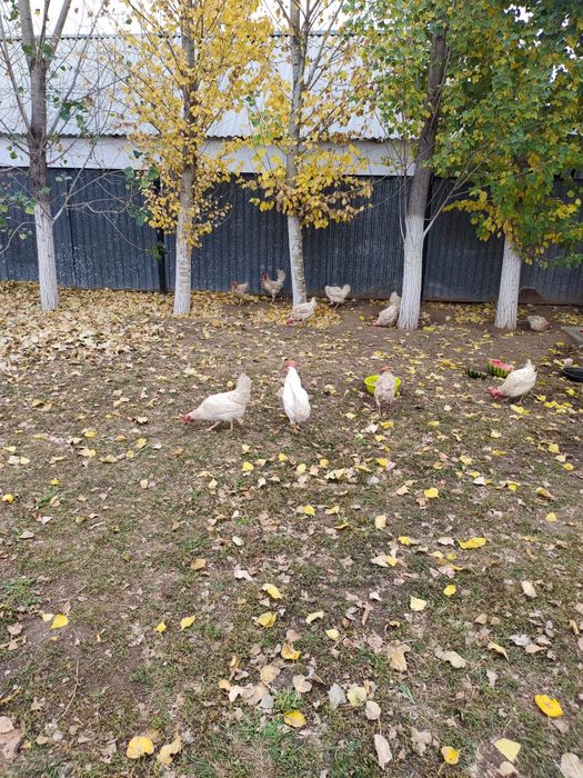 Продаются куры несушки и петух