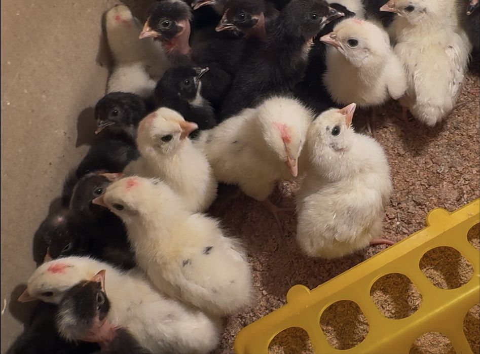 Цыплята микс мясо-яичных пород