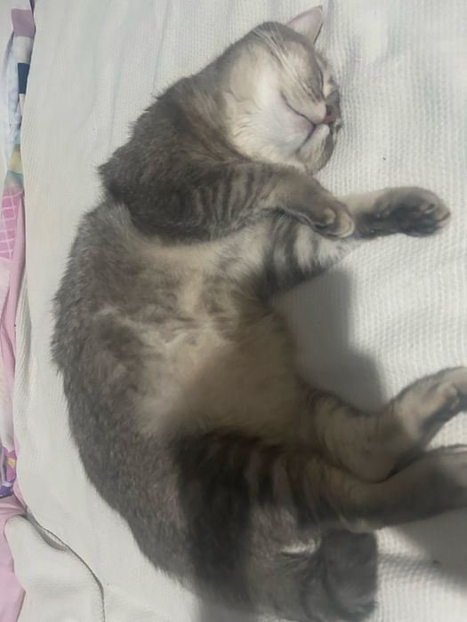 Кот в добрые руки