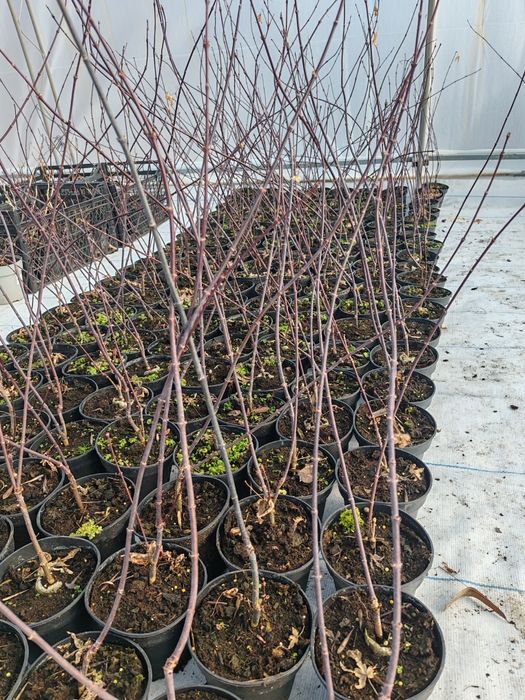 Японски клен Atropurpureum (Acer palmatum); Magnolia Susan