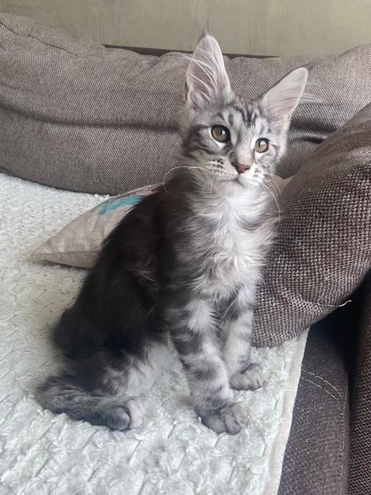 Мейн-кун девочка