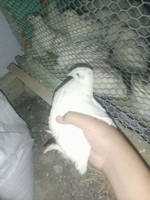 Бөдене Техас х Гигант