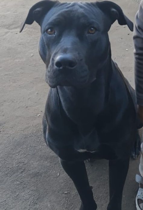 Отдам щенков смесь питбуля