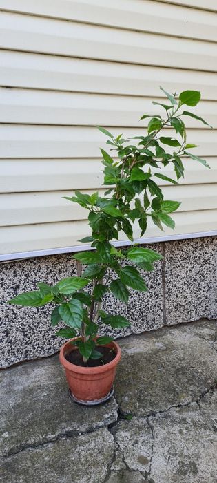 Китайска роза червена