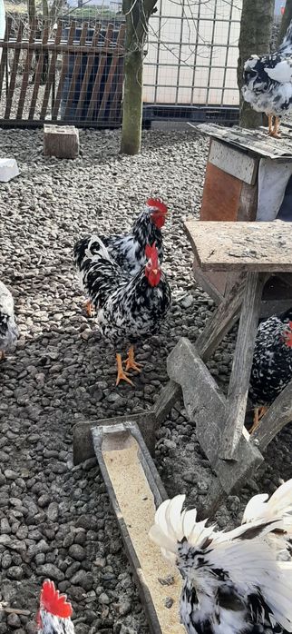 Caută altă casă cocosi pita  pinta asturiana