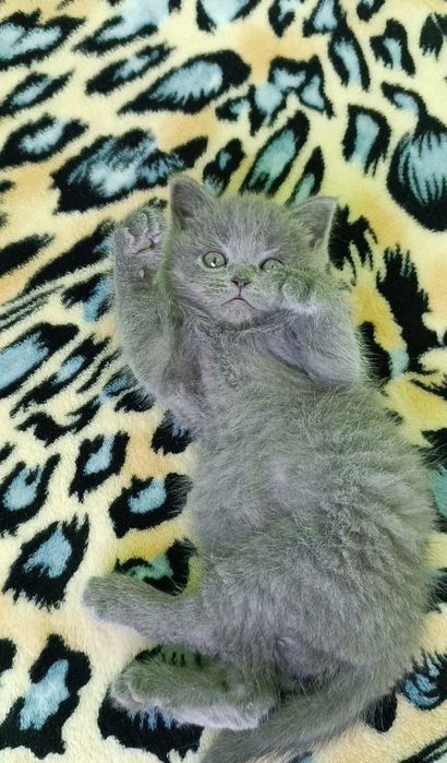 Продаётся котенок девочка,породы скоттиш страйт