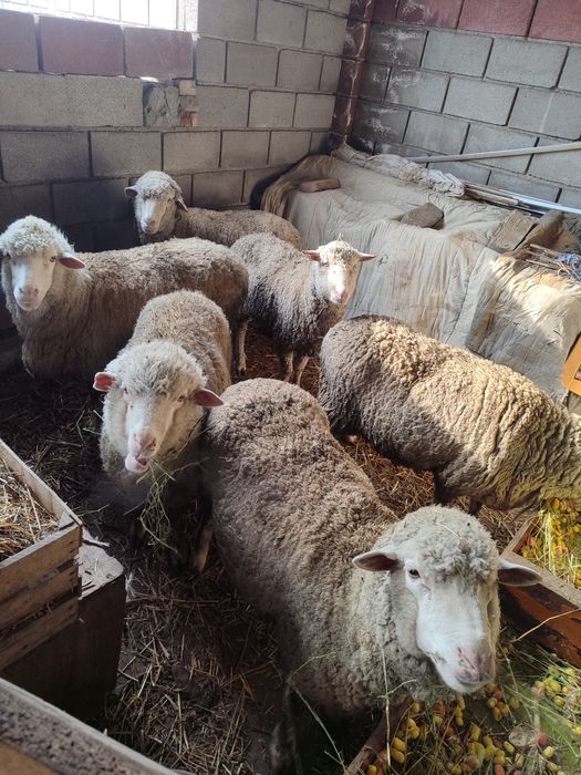 Бараны  Меринос  продам