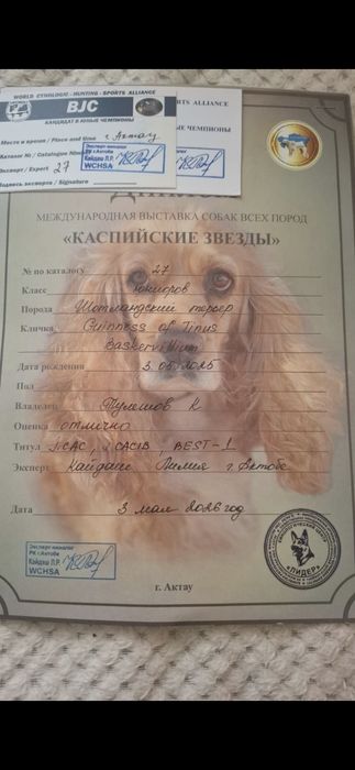 Скотч терьер (шотландский)