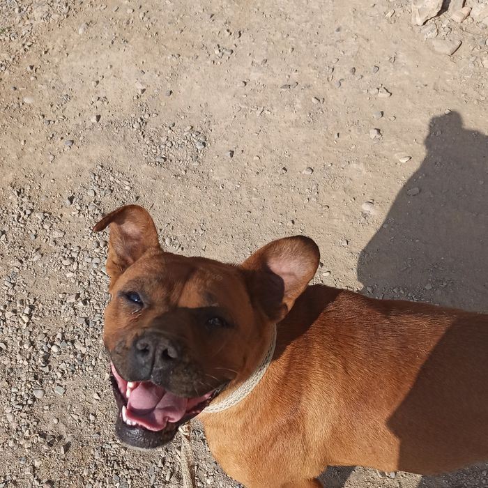 Pitbul Stanford toza zotli