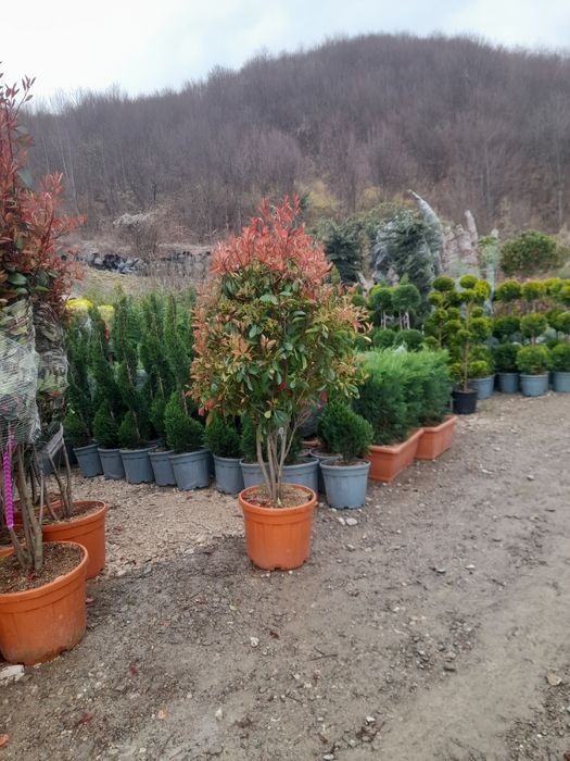 Amenajări grădini Leylandii photinia  Evudimus  Prunus