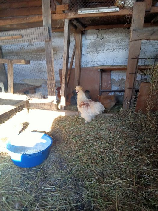 Петухи китайские