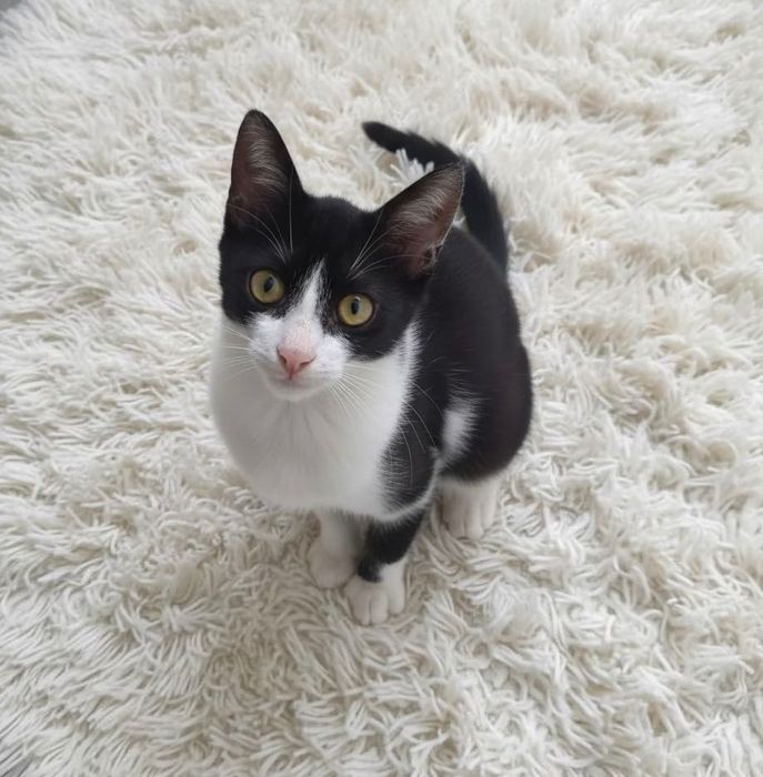 Bella Caută Casuța Perfectă!