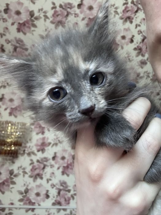 Отдам котят в хорошие руки