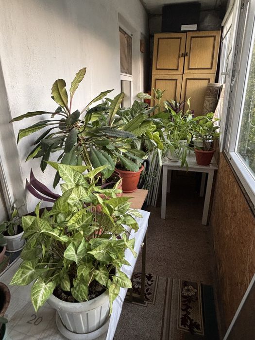 продам комнатные растения