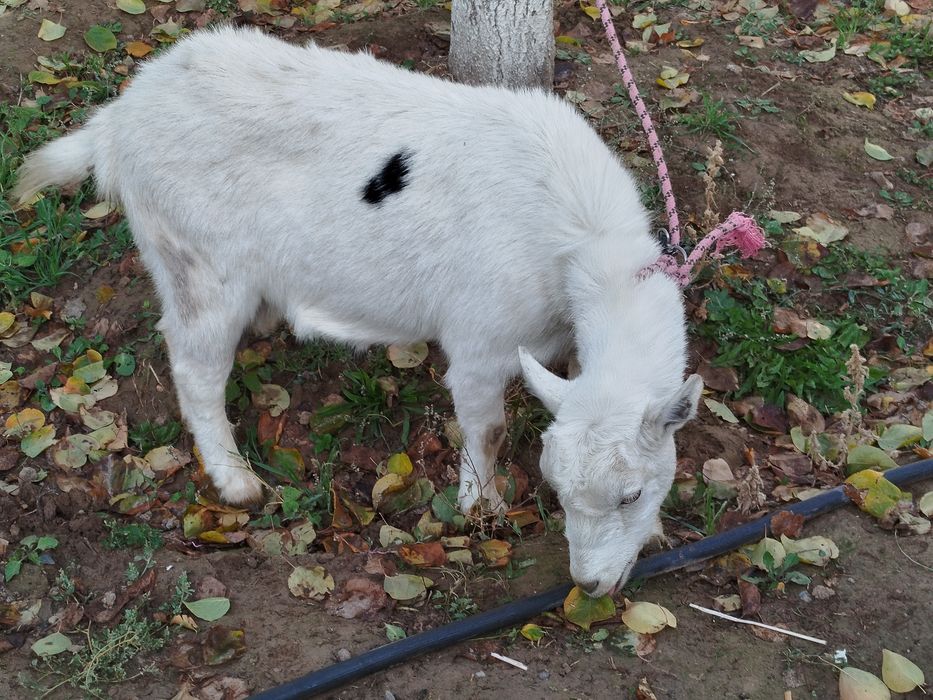 Орыс Ешкі Сатылады