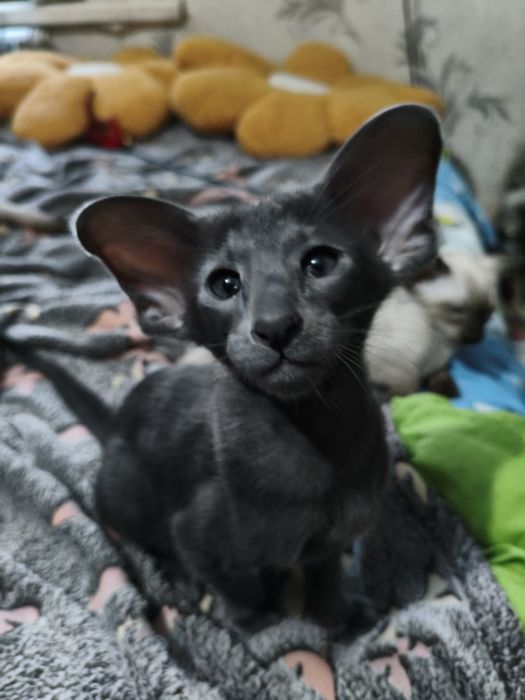 Ориентальный котёнок экстрим