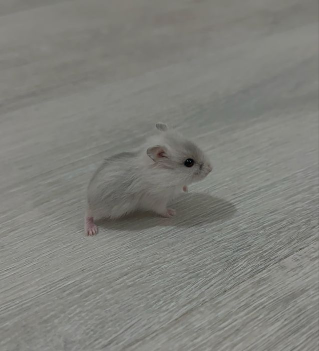 Продаю чистокровых хомяков