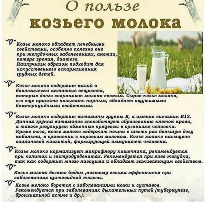 Альпий ешкінің сүті. Молоко Альпийской козы.