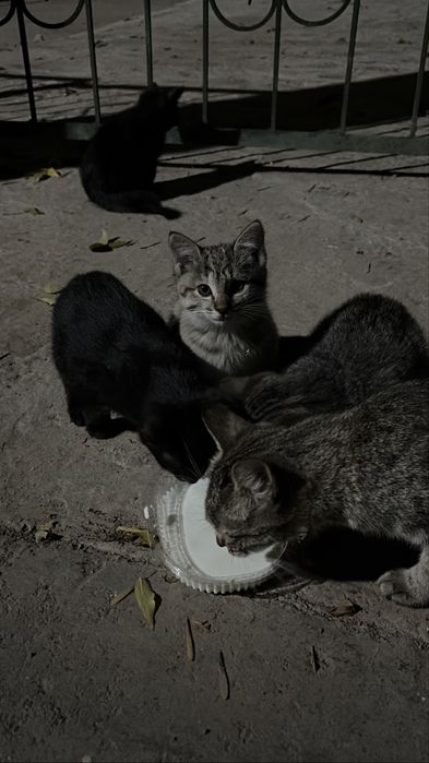 Котята ищут дом!!!