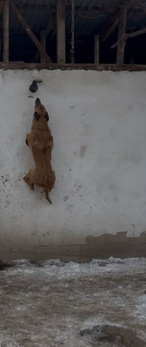 Бельгиская овчарка