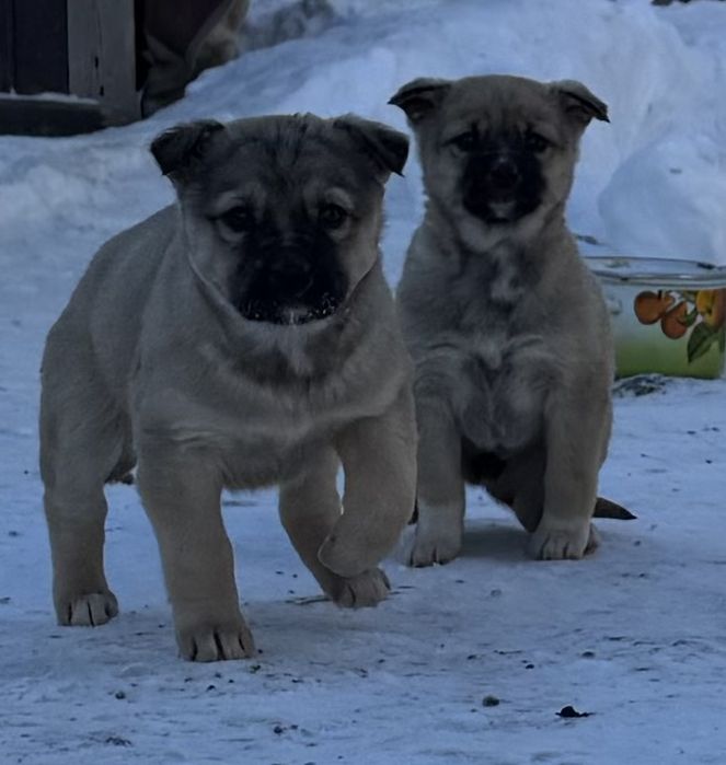 Щенки - девочки в добрые руки