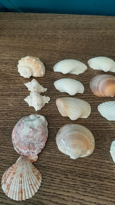 Ракушки для аквариума